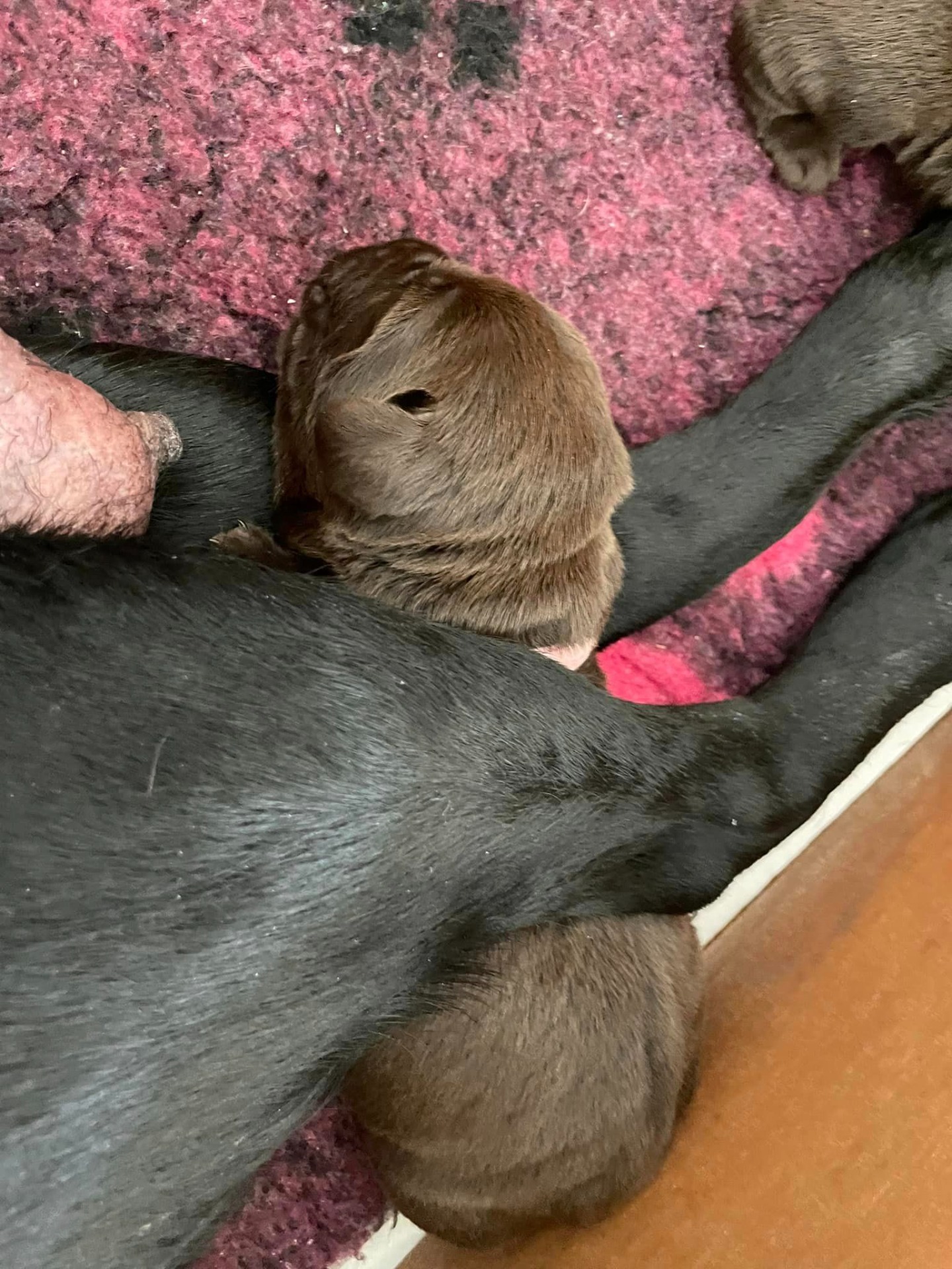 Kenyas hvalpe kasse Kennel Cap De Lab